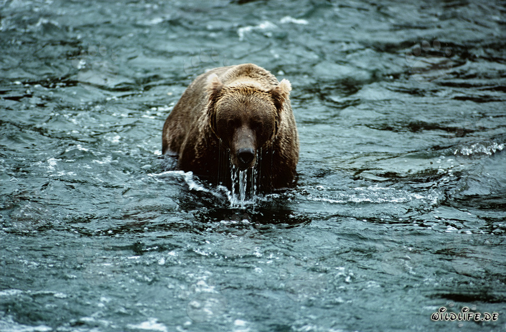 Brown bear observes his surroundings after an unsuccessful diving attempt in the river