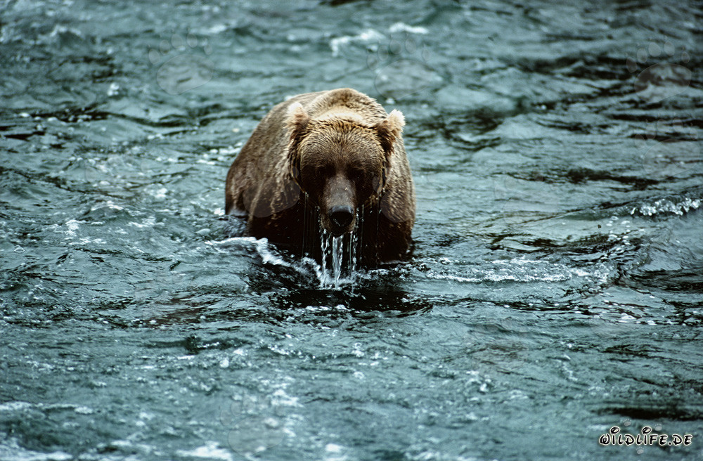 Orso bruno osserva l'ambiente dopo un tentativo fallito di immersione nel fiume