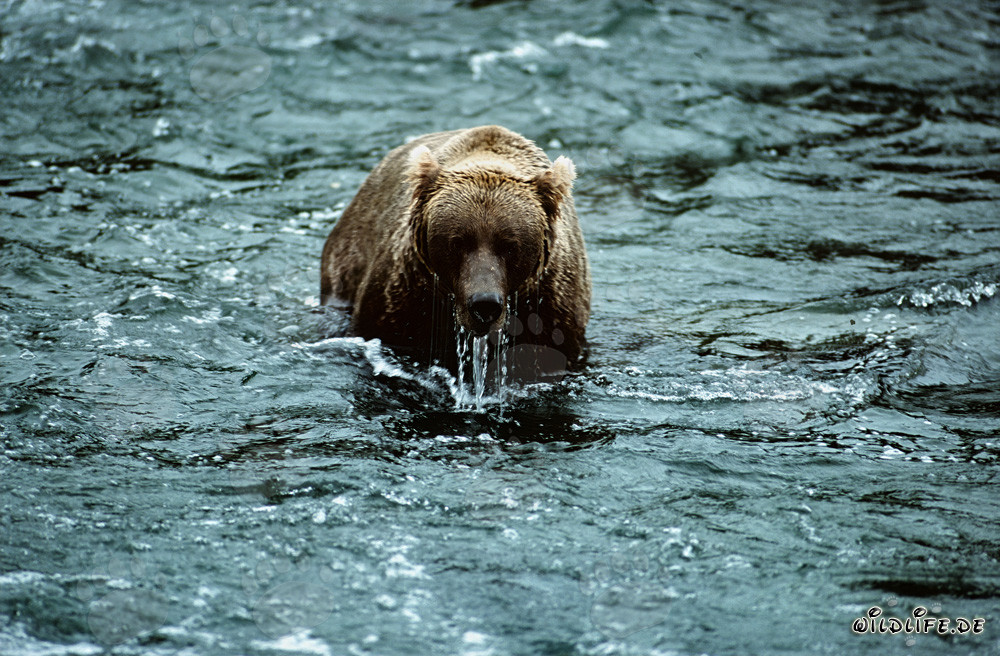 Oso pardo observando su entorno después de un intento fallido de buceo en el río