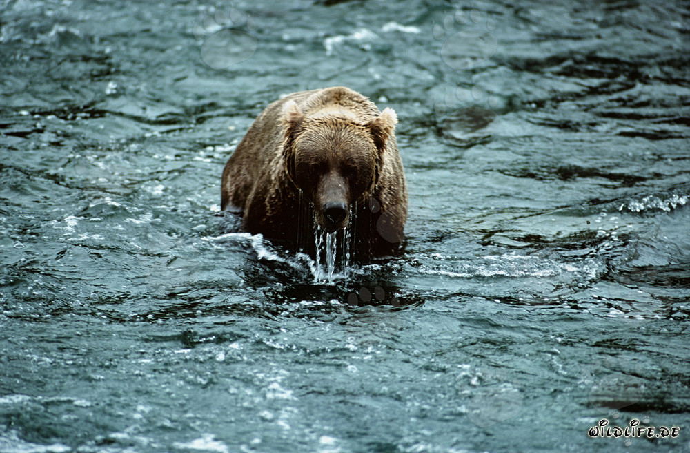 Ours brun observant son environnement après une tentative de plongée infructueuse dans la rivière