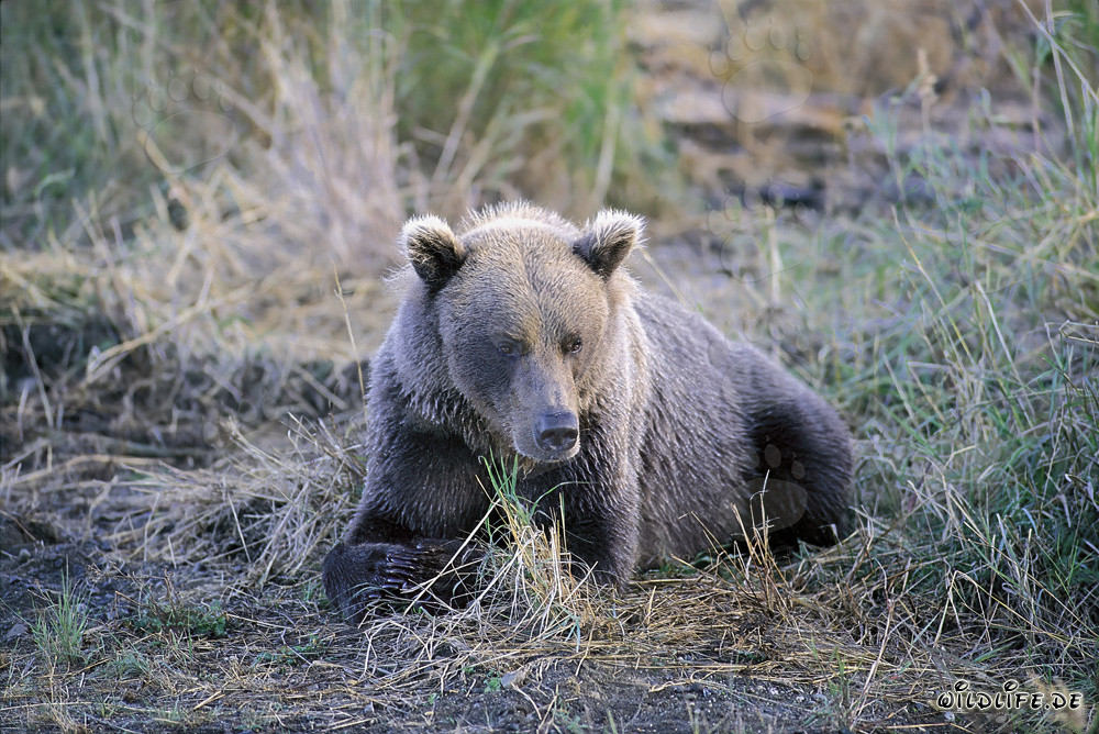 Ein griesgrämiger Braunbär am Brooks River in Alaska