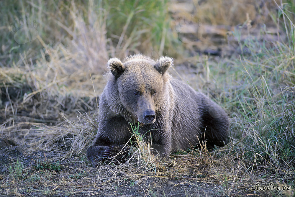 A grumpy brown bear at Brooks River in Alaska