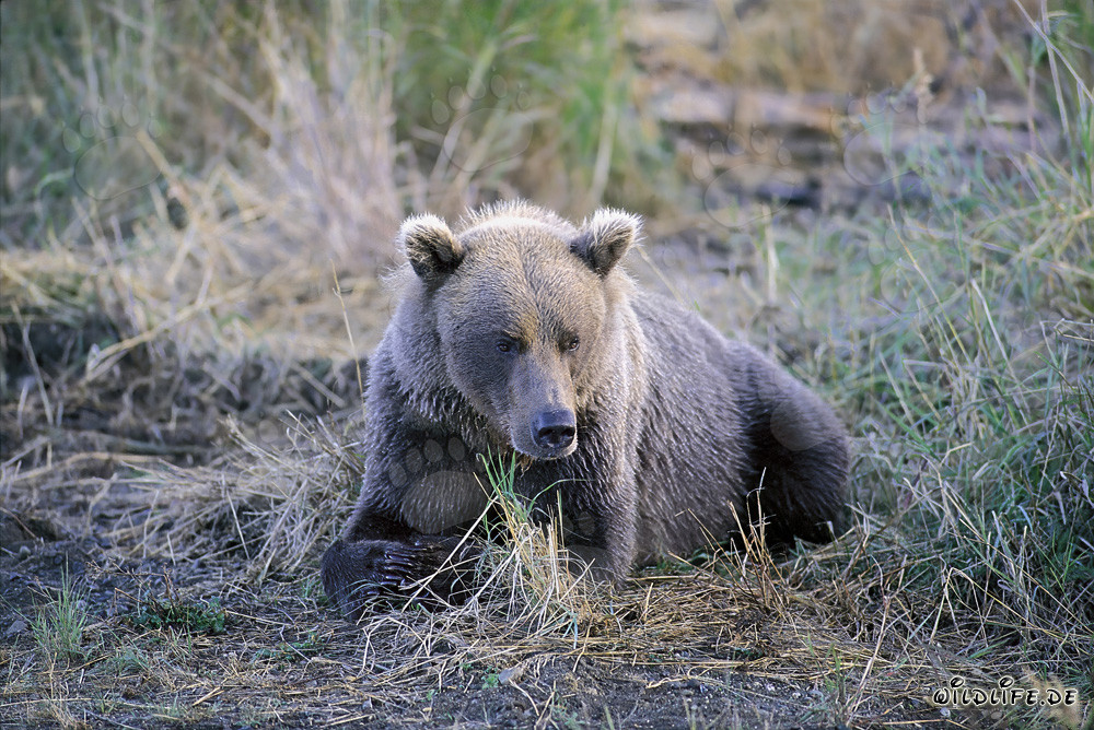 Un grizzli grognon au Brooks River en Alaska
