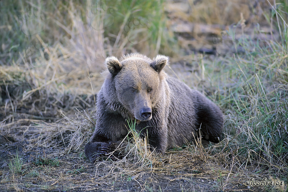 Un orso bruno brontolone al Brooks River in Alaska