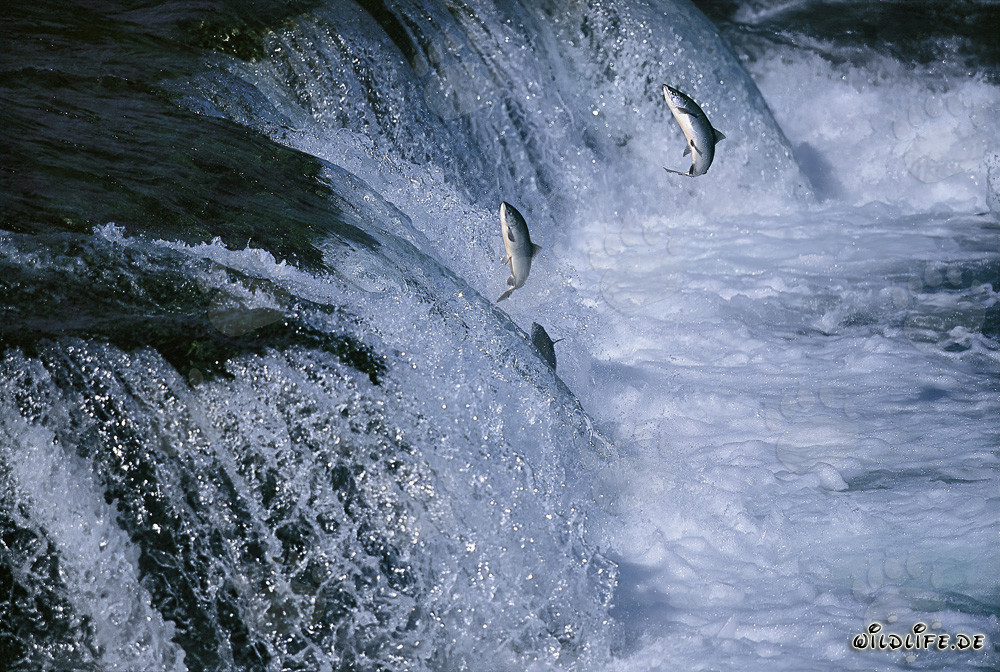 Lachse kämpfen sich tapfer durch die Brooks River Falls in Katmai, Alaska