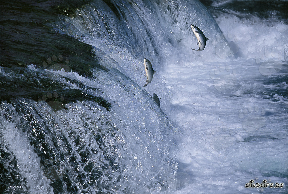 Lachse kämpfen sich tapfer durch die Brooks River Falls in Katmai, Alaska