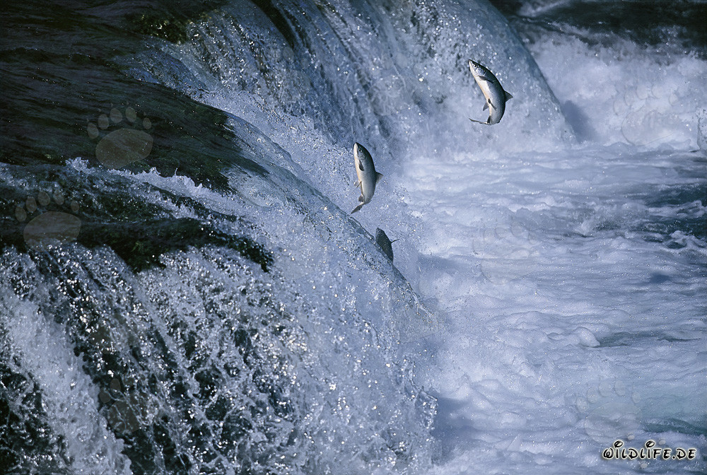 Salmón luchando valientemente a través de las cataratas del río Brooks en Katmai, Alaska