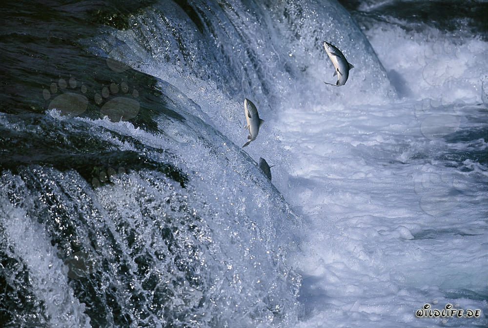Salmon bravely fight their way through the Brooks River Falls in Katmai, Alaska