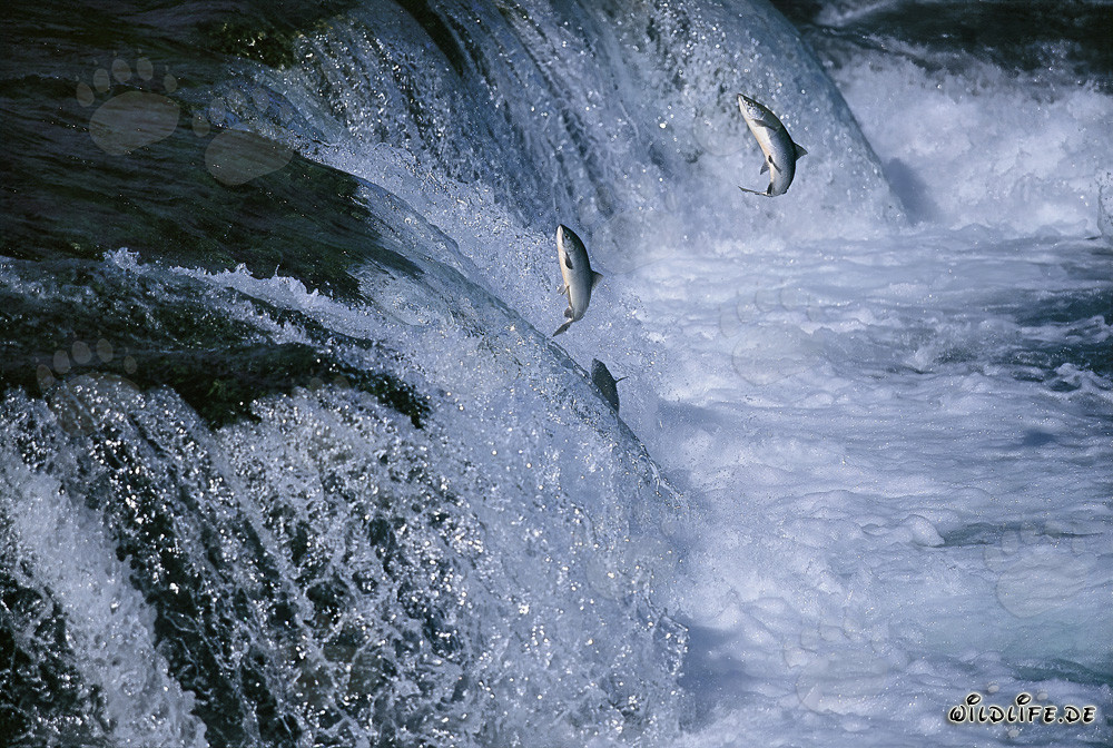 Saumons luttant courageusement à travers les chutes de la rivière Brooks à Katmai, en Alaska