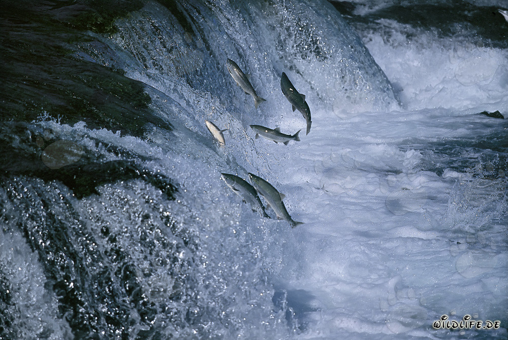 Salmón luchando en la imponente cascada de Brooks River por su reproducción - Fotografía de la naturaleza