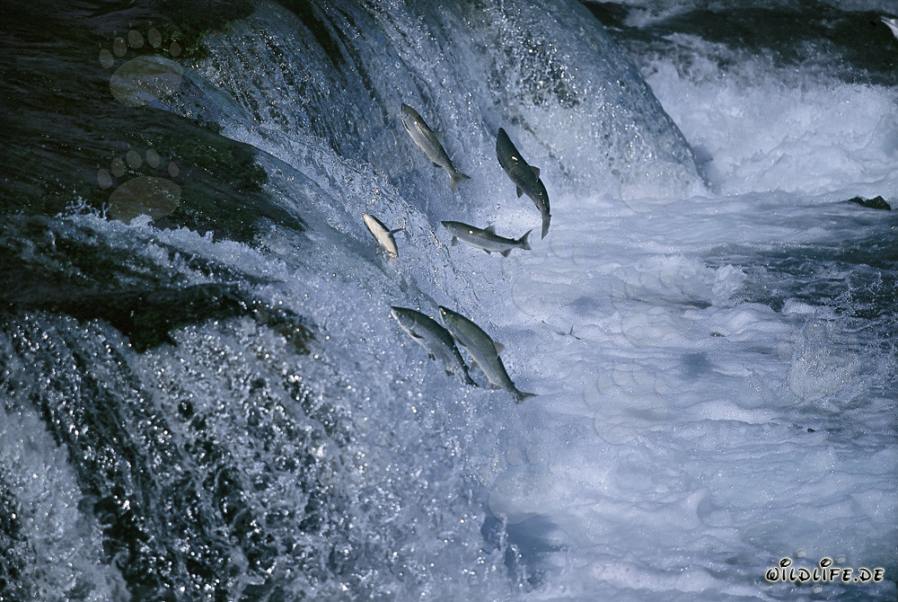 Salmon fighting at the impressive Brooks River Waterfall for their reproduction - Nature photography