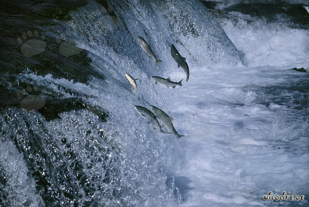 Saumons luttant contre la cascade imposante de Brooks River pour se reproduire - Photographie de la nature