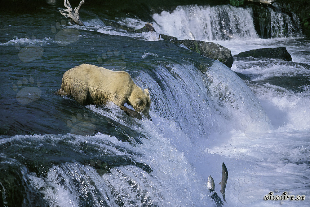 Brown bear at waterfall with a view of leaping salmon