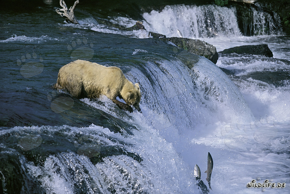 Orso bruno alla cascata osservando salmoni che saltano