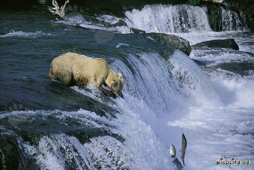 Ours brun au bord d'une cascade observant des saumons sautant