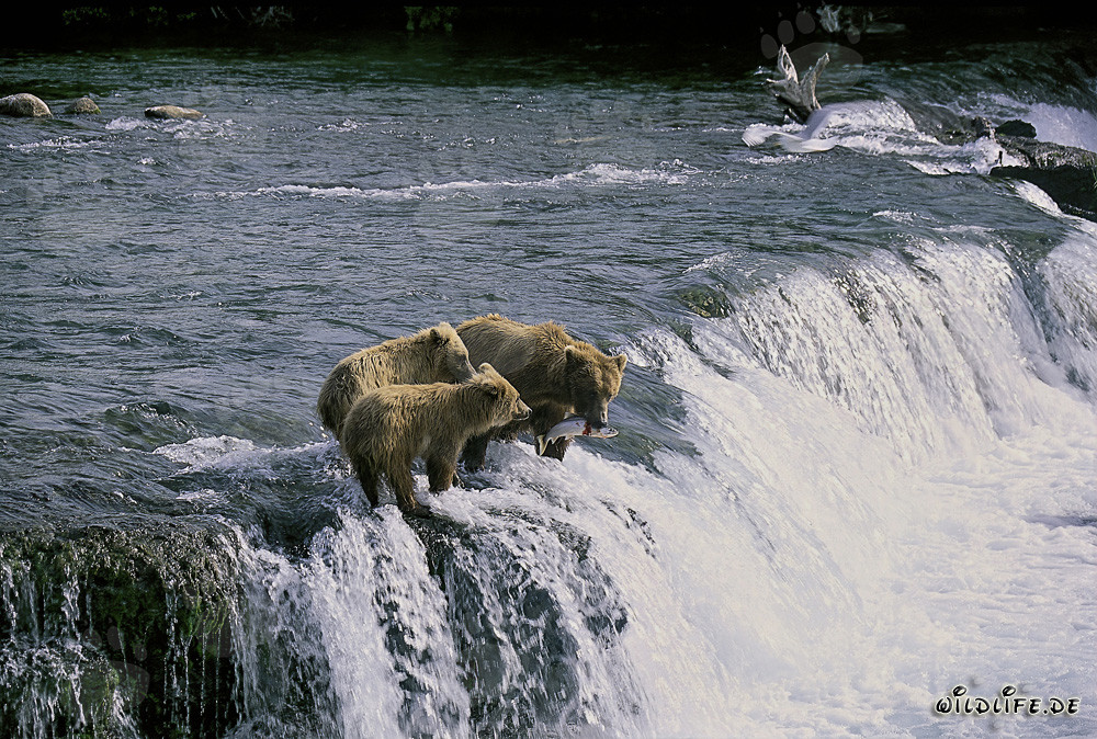 Braunbärenmutter mit Jungen am Brooks River Wasserfall