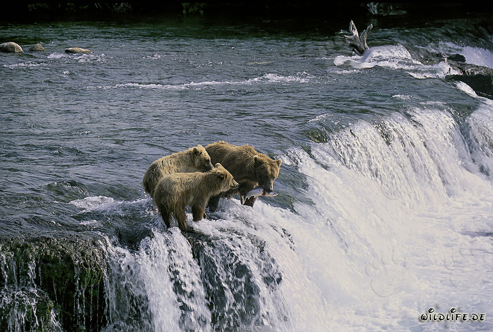 Brown bear mother with cubs at Brooks River waterfall