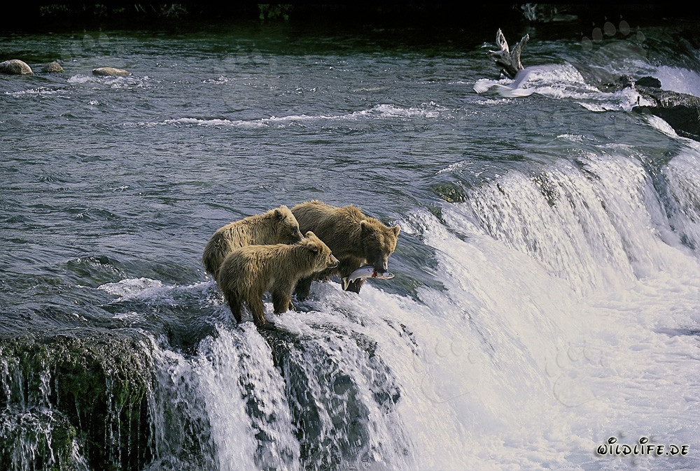 Mamma orsa bruna con i suoi cuccioli alla cascata di Brooks River