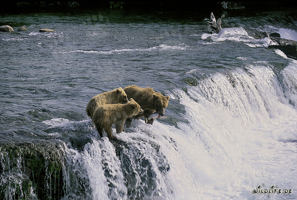 Mère ours brun avec ses petits au pied de la cascade de Brooks River