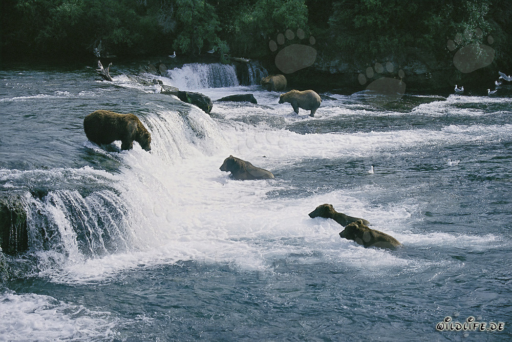 Braunbären Eldorado am Brooks River Falls in Katmai, Alaska