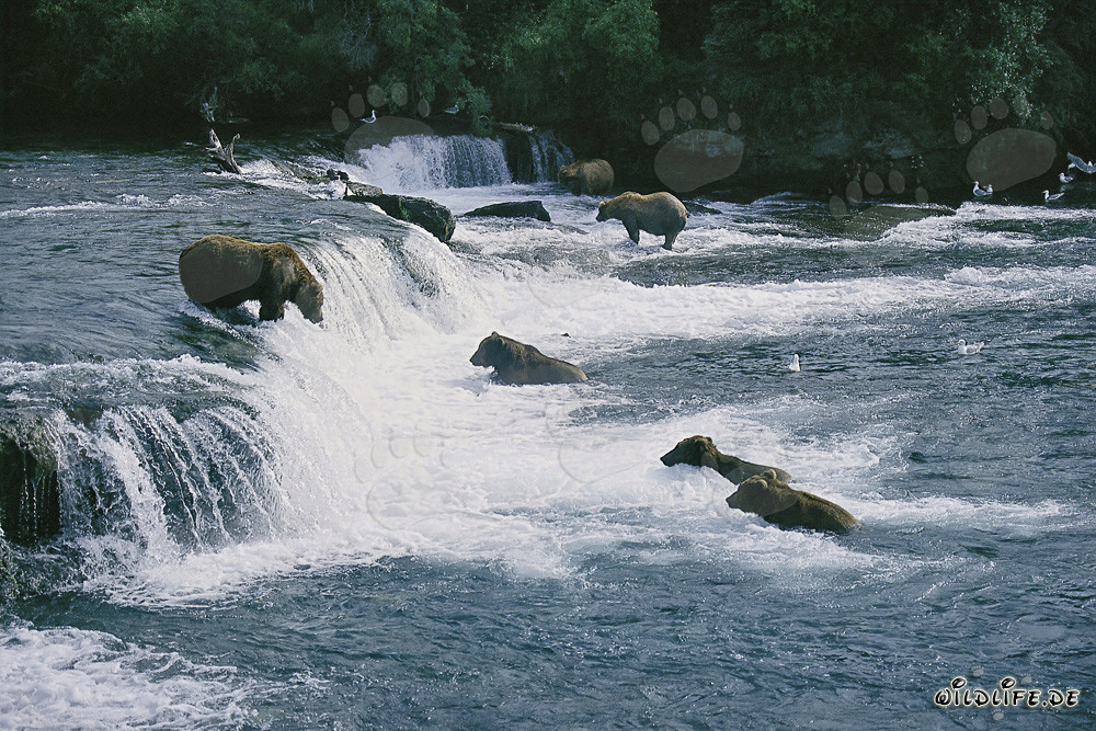Brown Bears Eldorado at Brooks River Falls in Katmai, Alaska