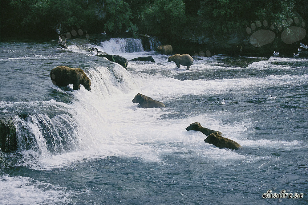 El Dorado de los osos pardos en las cataratas de Brooks River en Katmai, Alaska
