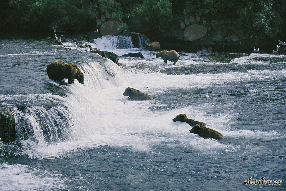 Eldorado degli orsi bruni alle cascate di Brooks River a Katmai, Alaska