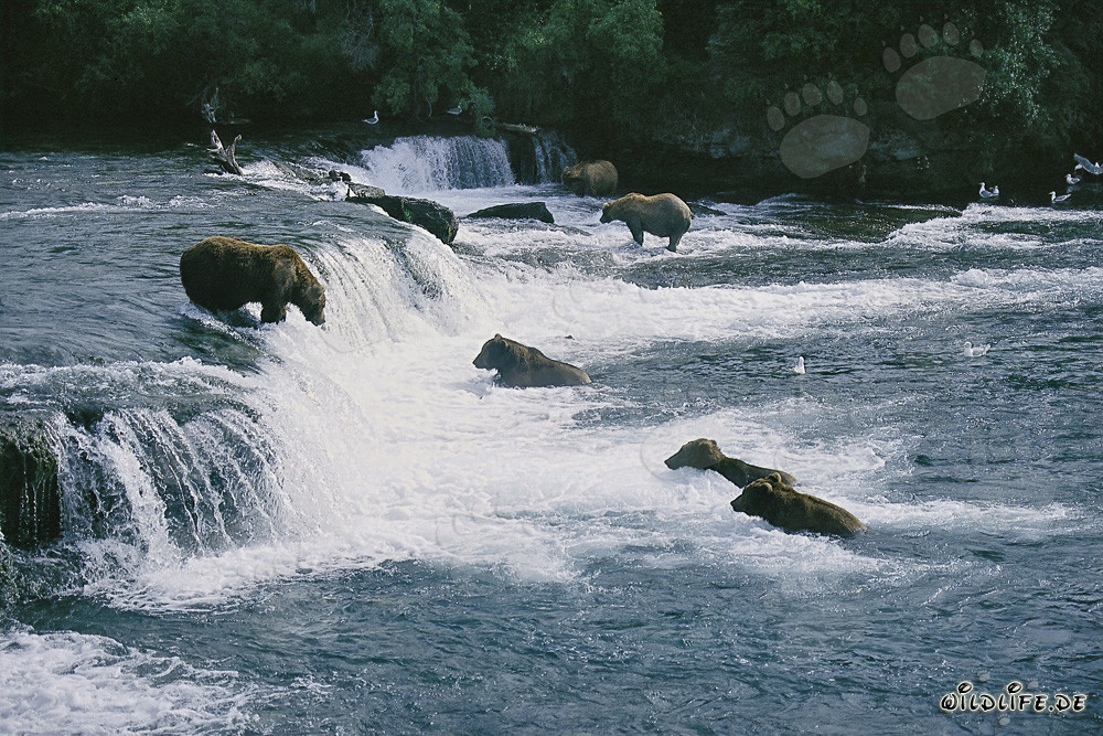 Eldorado des ours bruns aux chutes de Brooks River à Katmai, Alaska