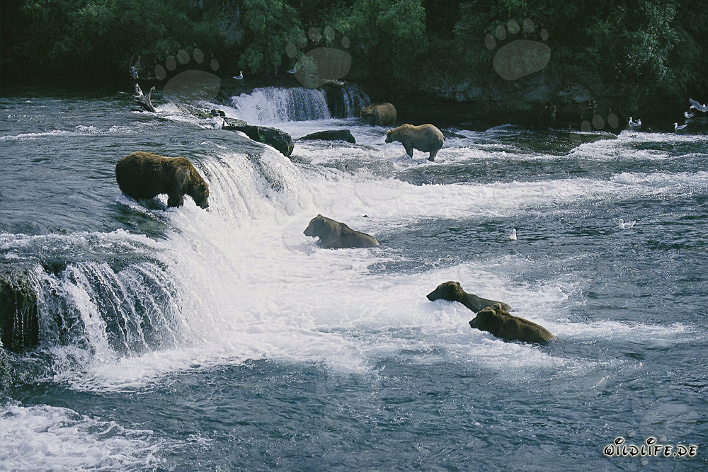 Braunbären jagen Lachse am Brooks River Falls