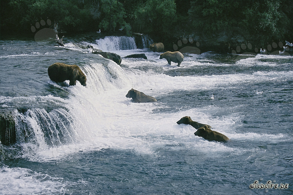 Brown bears hunting salmon at Brooks River falls