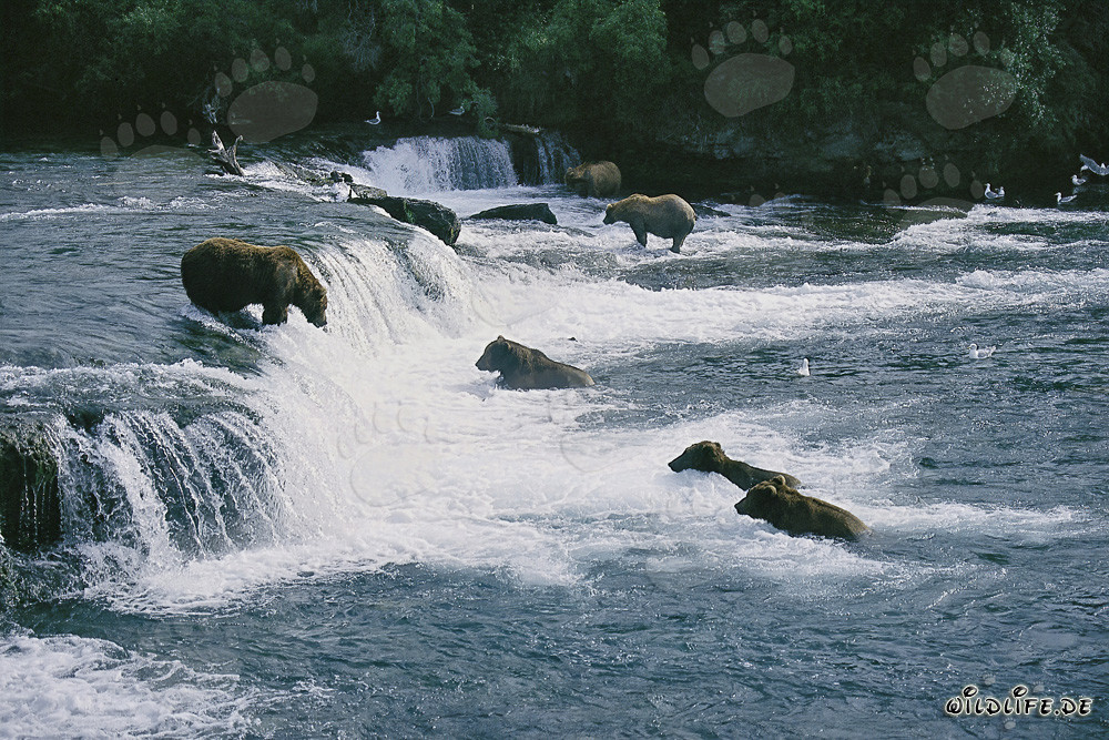 Orsi bruni cacciano salmoni alle cascate di Brooks River
