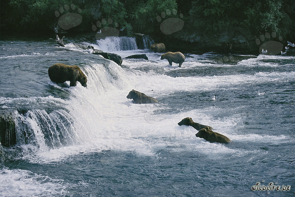 Osos pardos cazando salmones en las cataratas de Brooks River