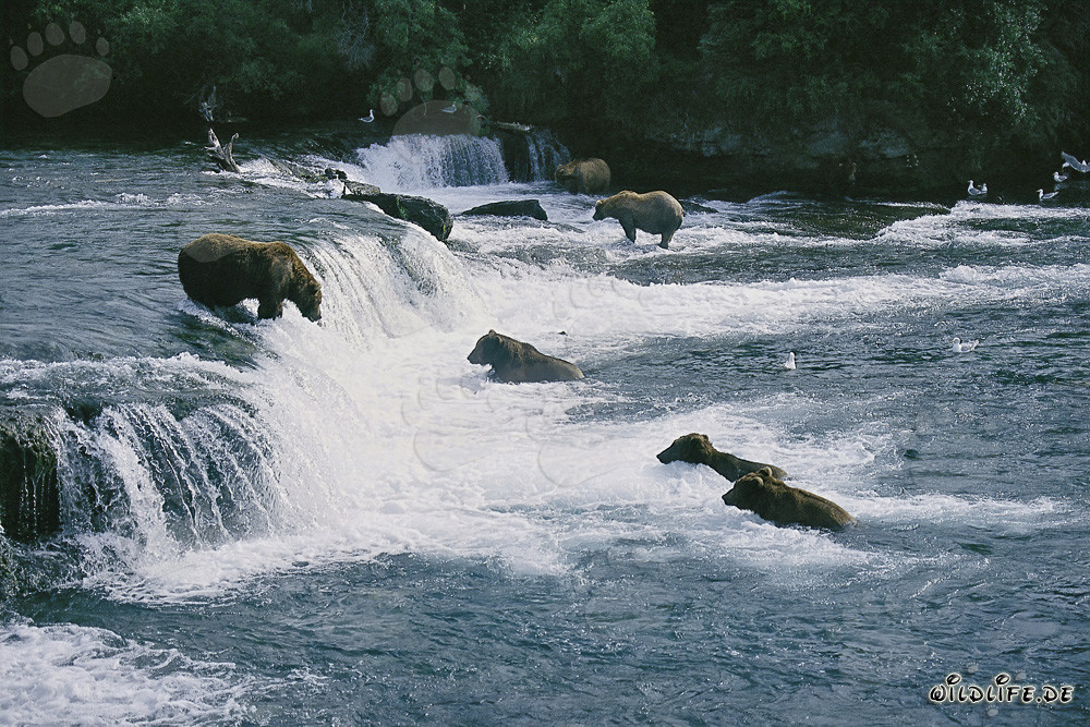 Les ours bruns chassent les saumons aux chutes de Brooks River
