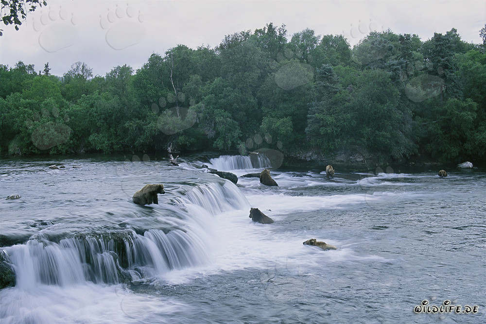 Observing brown bears during the salmon migration at Brooks River waterfall