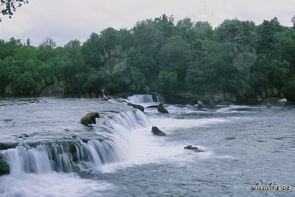 Observation des ours bruns pendant la montée des saumons à la cascade de Brooks River