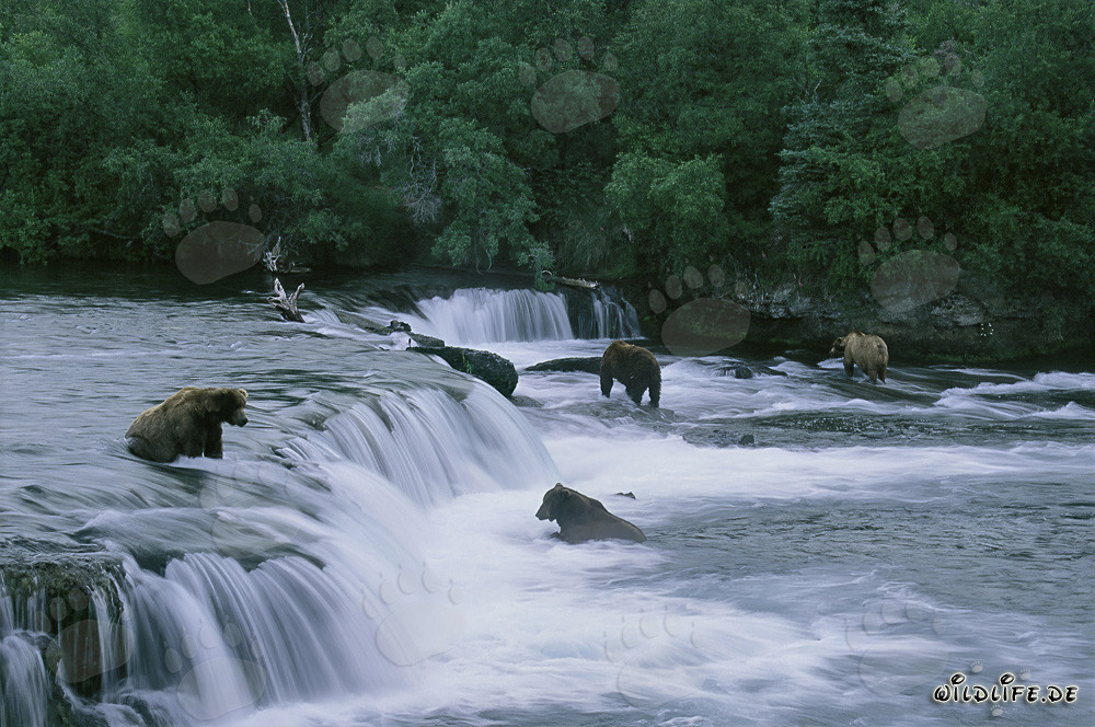 Braunbären beobachten beim Lachsfang an den Brooks River Wasserfällen in Alaska