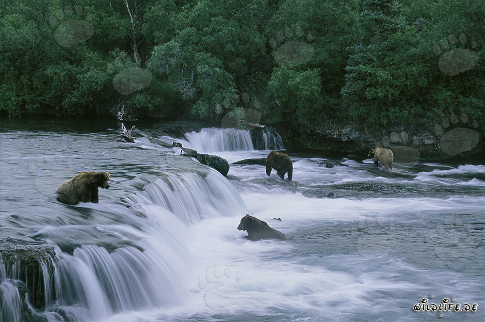 Observing brown bears catching salmon at Brooks River Falls in Alaska