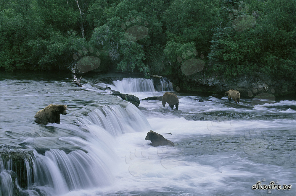 Osservare gli orsi bruni pescare salmoni alle cascate del fiume Brooks in Alaska