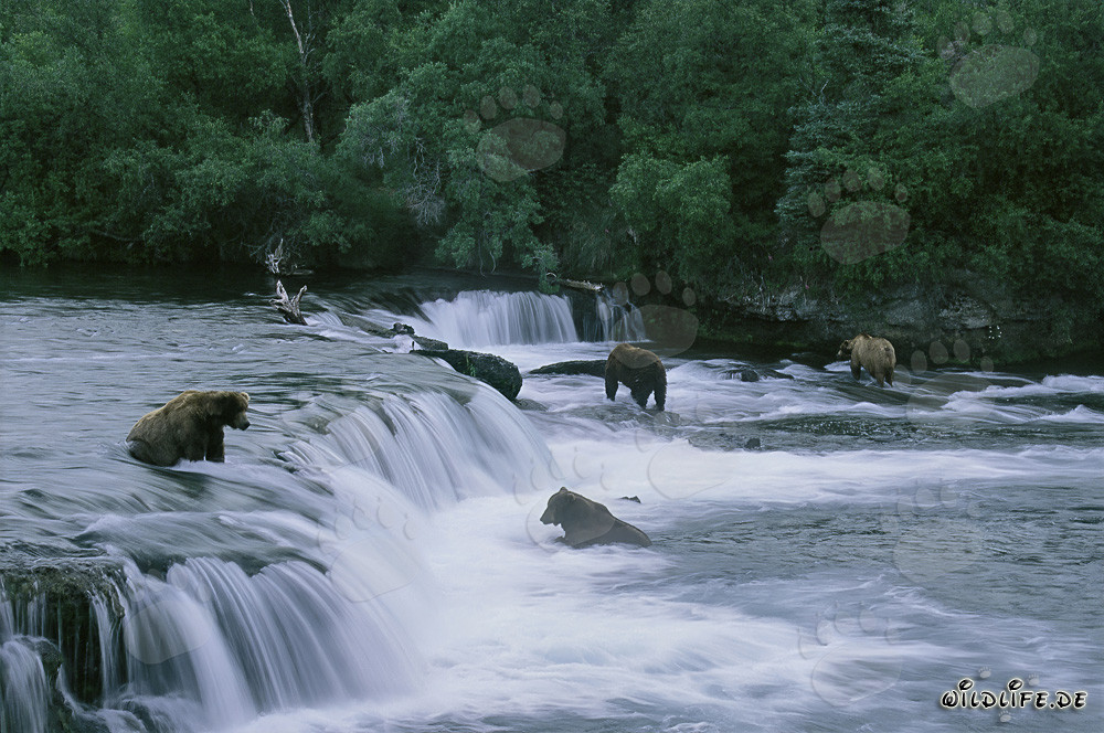 Observer les ours bruns pêcher le saumon aux chutes de la rivière Brooks en Alaska