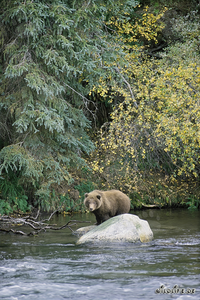 Jungbär auf Felsen im glitzernden Fluss