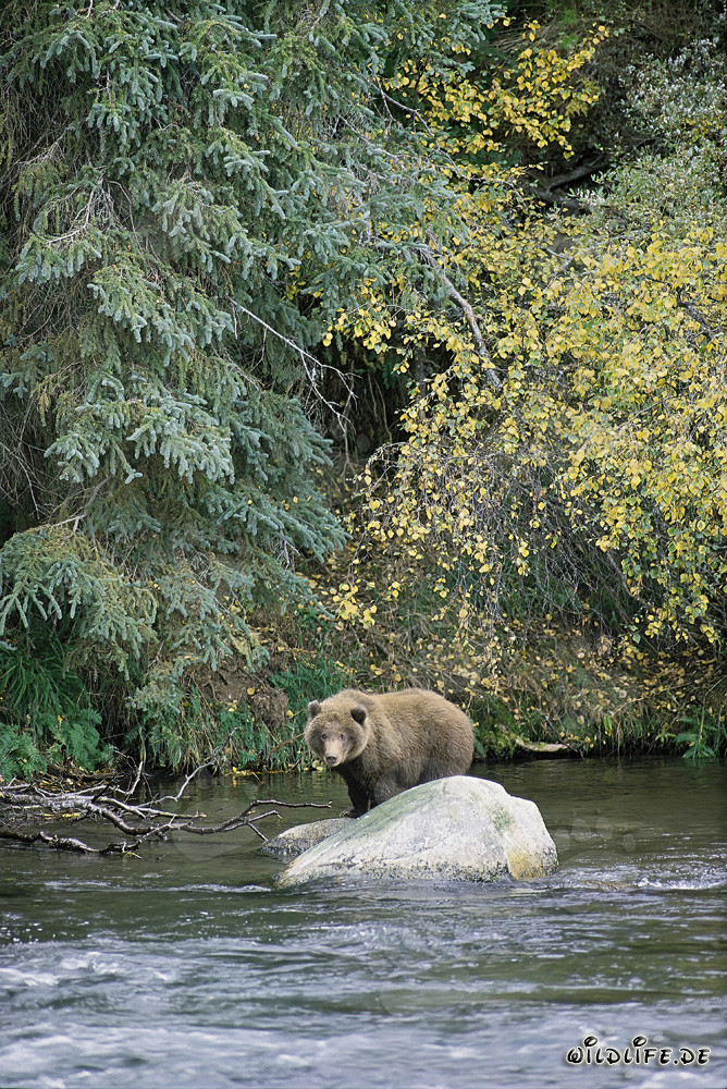 Young bear on rocks in the sparkling river