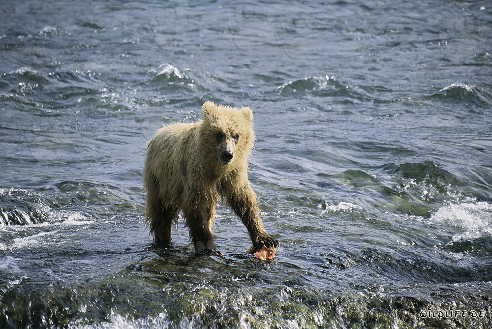 Giovane orso bruno pesca un salmone al fiume Brooks, Parco Nazionale di Katmai, Alaska