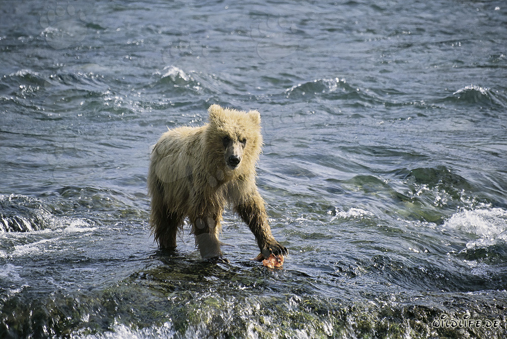 Jeune ours brun attrape un saumon à la rivière Brooks, parc national de Katmai, Alaska