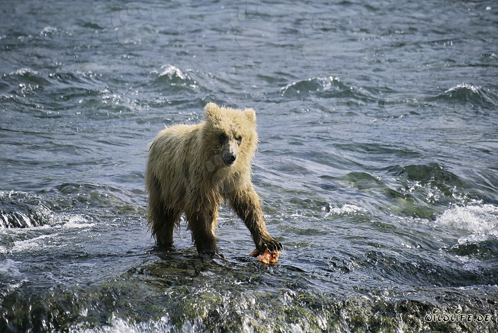Jungbär fängt Lachs am Brooks River, Katmai Nationalpark, Alaska