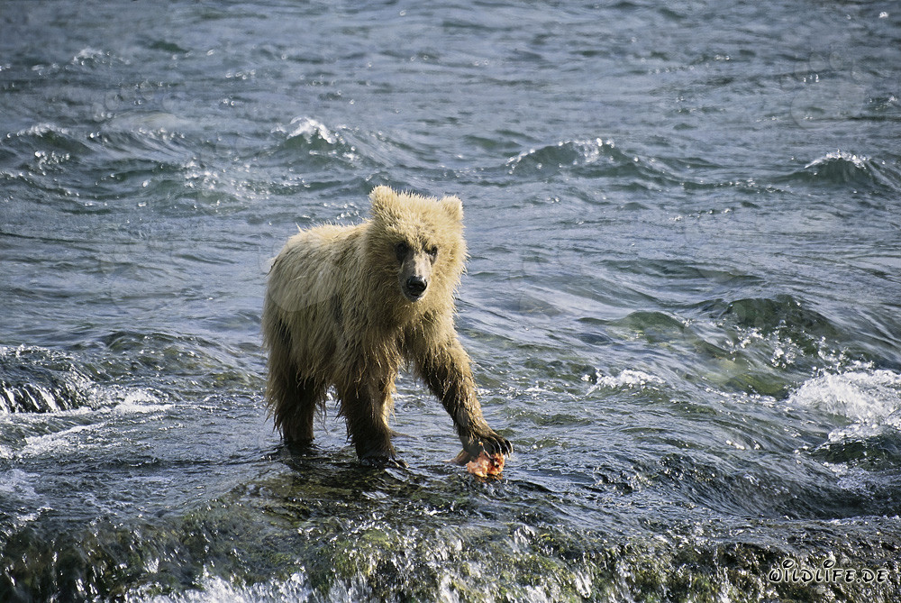 Oso pardo joven captura un salmón en el río Brooks, Parque Nacional de Katmai, Alaska