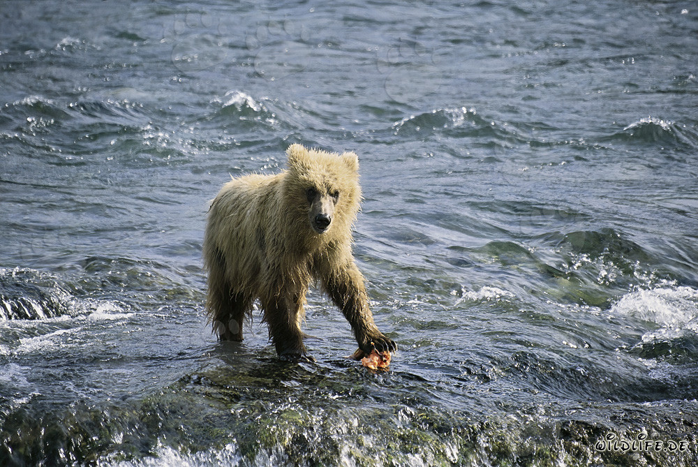 Young Bear Catching Salmon at Brooks River, Katmai National Park, Alaska