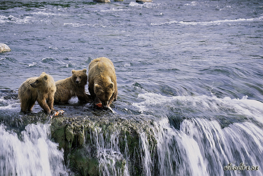 Mother Brown Bear with two cubs at picturesque waterfall in Alaska