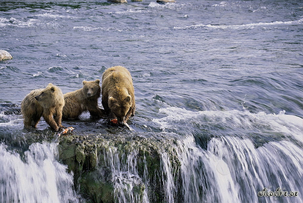 Orsa bruna con due cuccioli alla pittoresca cascata in Alaska