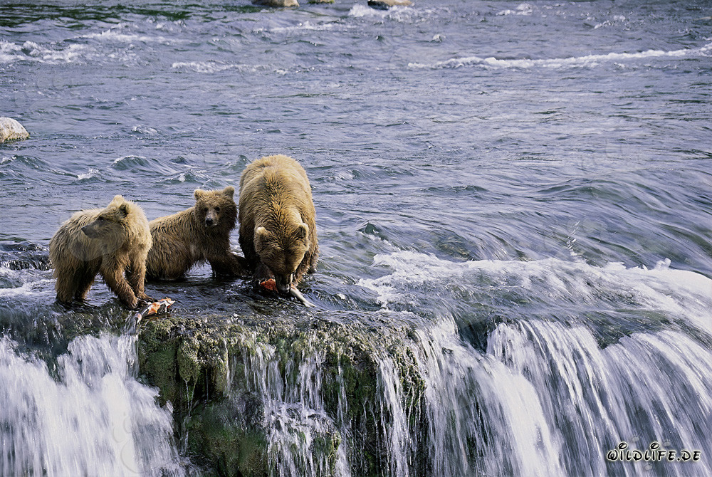 Osa parda con dos crías en la pintoresca cascada en Alaska