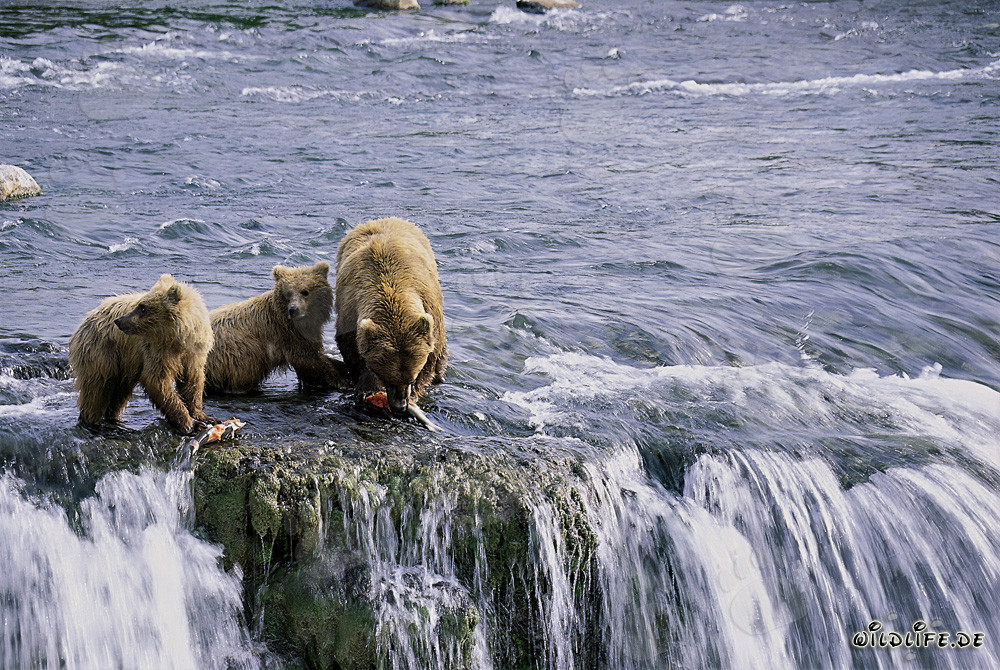 Ourse brune avec deux oursons au pittoresque cascade en Alaska